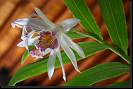 Thunia marshalliana * Rodrigo Remolina
 * 983 x 655 * (80KB)